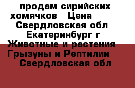 продам сирийских хомячков › Цена ­ 200 - Свердловская обл., Екатеринбург г. Животные и растения » Грызуны и Рептилии   . Свердловская обл.